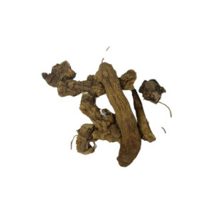 Solomon Seal Root