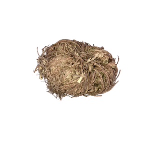 Rose of Jericho